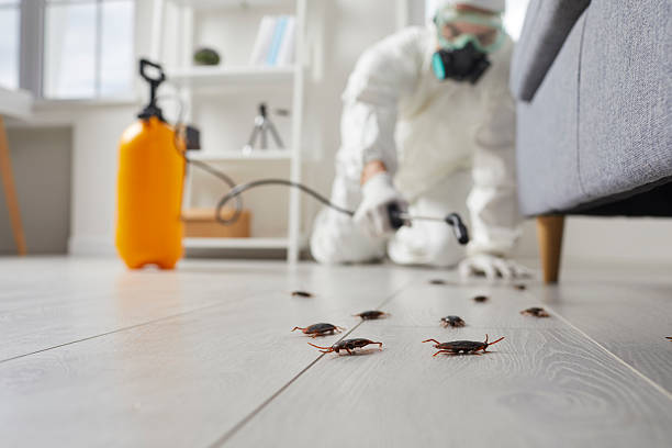 Post-Treatment Bed Bug Interceptor Monitoring in Harkers Island